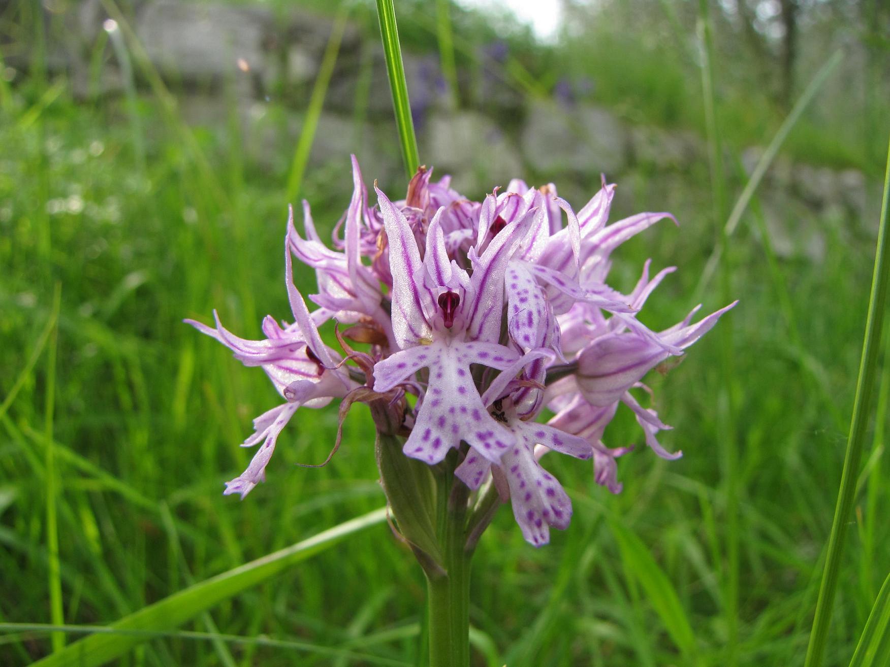 Neotinea tridentata, Ochis militari, simia e Anacamptis morio